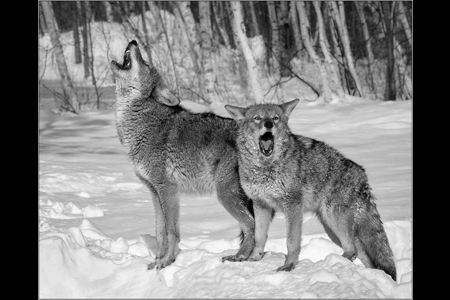 Coyote Duet