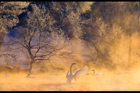 Dreamy Swan Lake