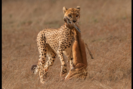 Cheetah With Thompsons Gazelle