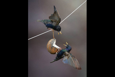 Squabbling Starlings