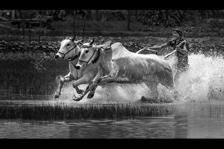 MAICHARA THE COW RACE