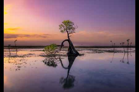 Dancing Trees 2