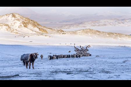 Kazakh Herd Movement 01