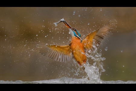 IJSVOGEL IN ACTIE