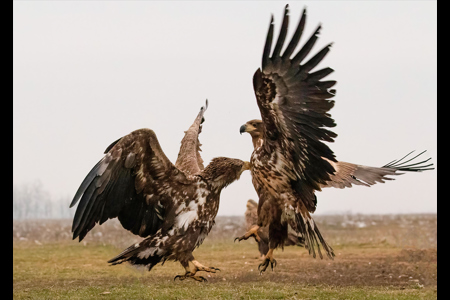 Aggitation Between Two Whitetails