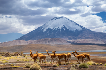 Vicunas With The Parinacota Volcano In Chile