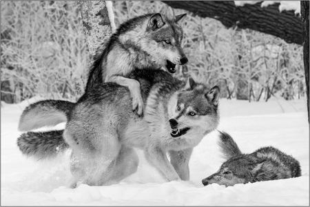 Gray Wolf Hierarchy