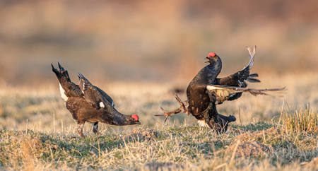 Black Grouse Confrontation