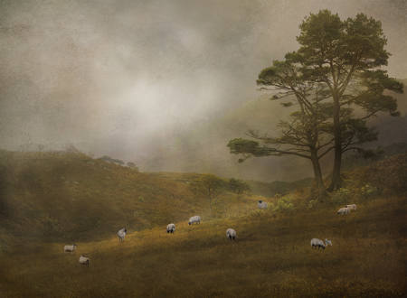 AND SHEEP MAY SAFELY GRAZE