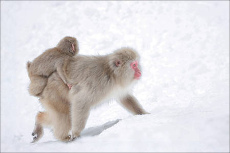 Baby Macaque Hanging On