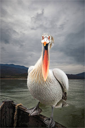 Happy To Hitch A Ride