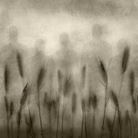 The Barley Field