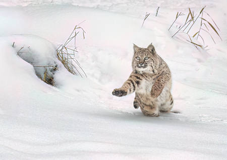 Bob Cat In Snow Focused On Prey