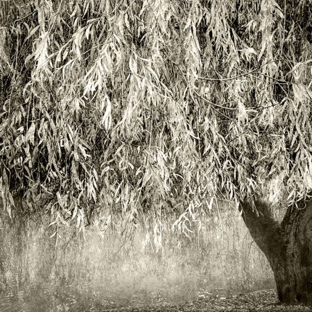 The Willow