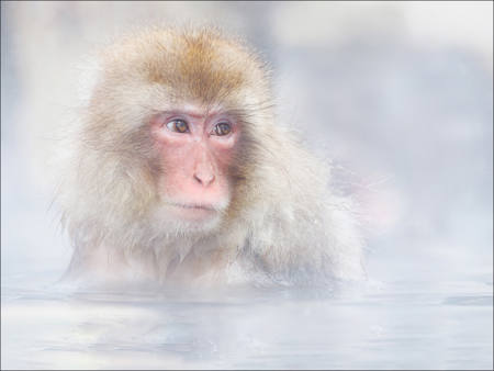 Snow Monkey Warming Up