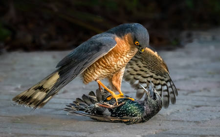 Sparrowhawk With Starling