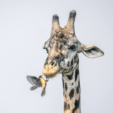 Oxpecker Feeding On Ticks