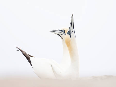 GANNET PAIR