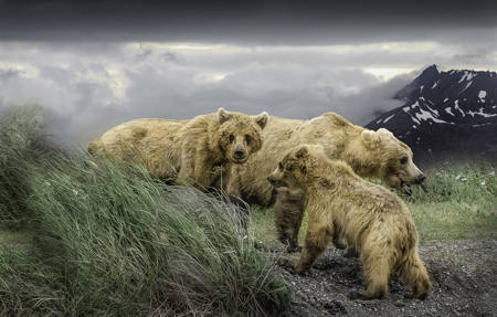 Three Bears