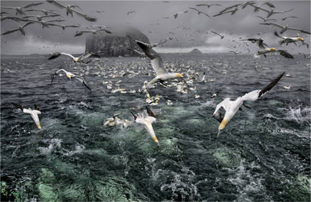 Gannets Of The Bass Rock