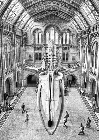 Inside The Natural History Museum