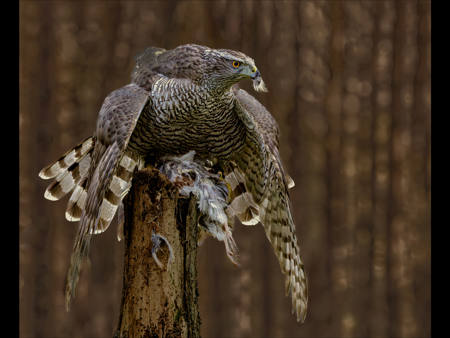 Goshawk Mantling It's Kill