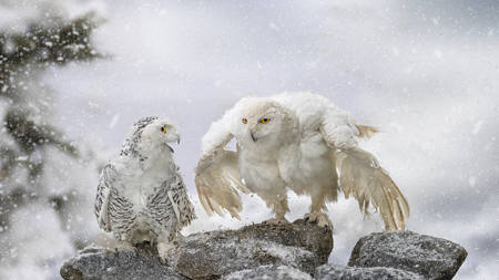 Snowy Owls On Cold Snowy Day