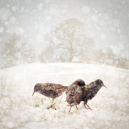 Winter Starlings