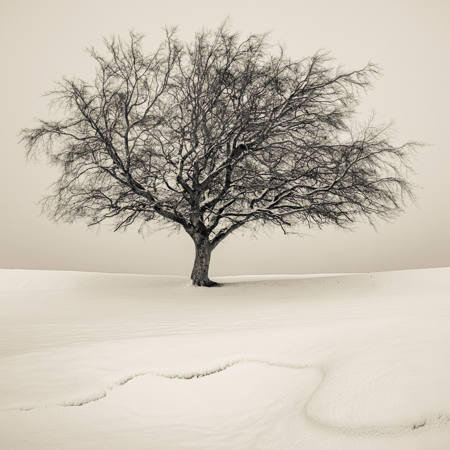 Winter Tree