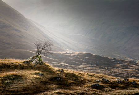 Lone Tree