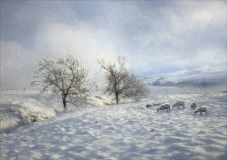 Impressions Of Winter