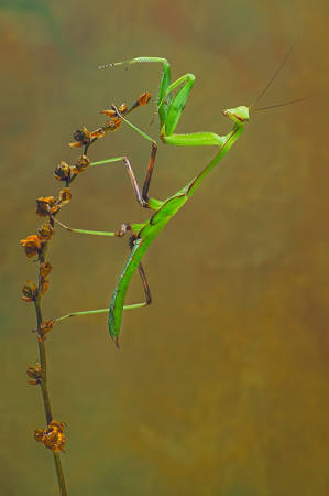Mantodea