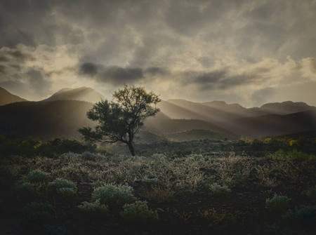 Moralana Dawn