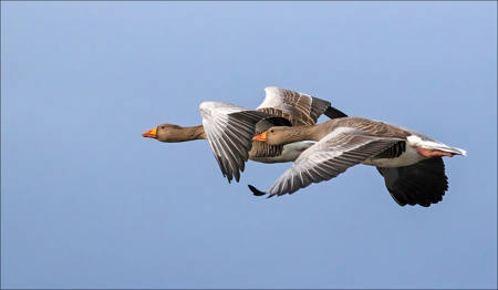 Greylags Staying Together