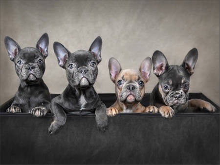 Box Of Bulldogs - French