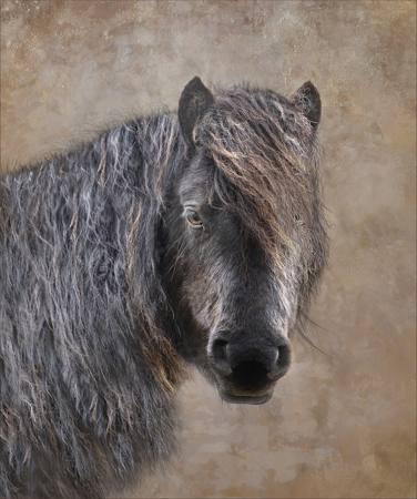WILD DARTMOOR PONY
