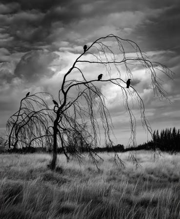 Five Crows