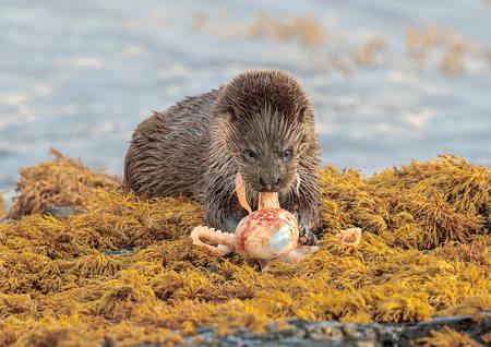 Otter Pulling Octopus Tentacle