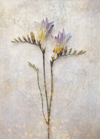 Freesia