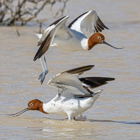 Leaping Avocet