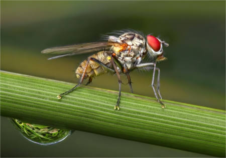 Flat Footed Fly