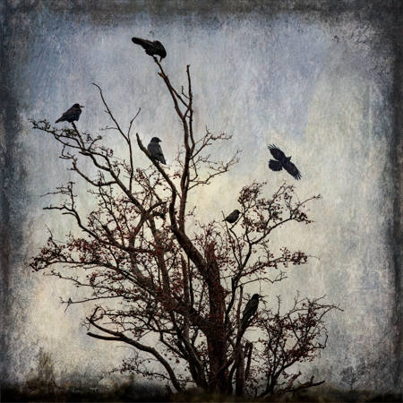 A Clattering Of Jackdaws