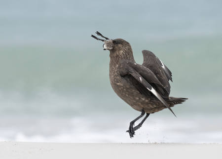 Brown Skua Swallowing A Gosling