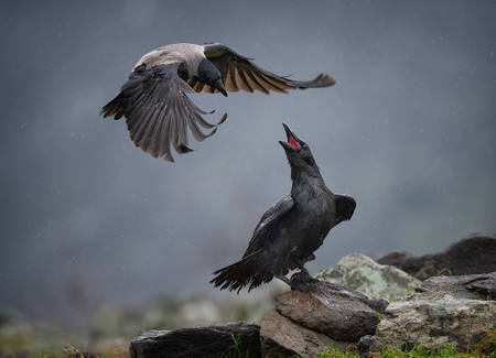 Hooded Crow V Raven