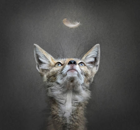 Foxes Missed Lunch