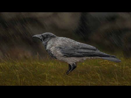 Hooded Crow In A Downpour