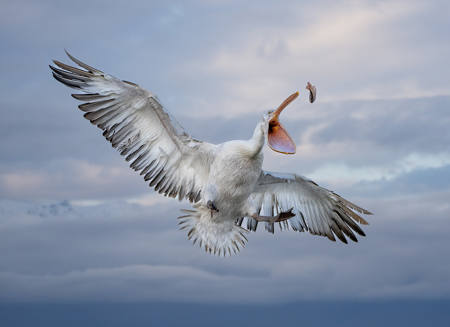 Dalmatian Pelican