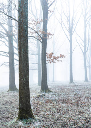 Winter Woods