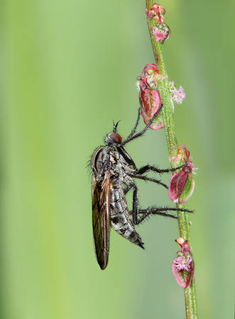 Empis Tesselata