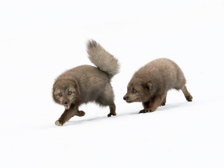 ARCTIC FOX CHASE